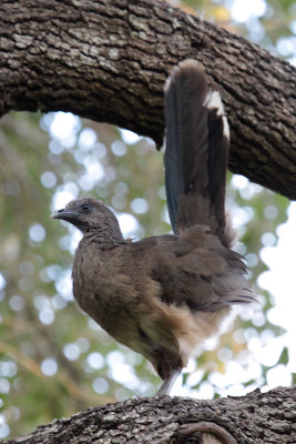 Plain Chachalaca