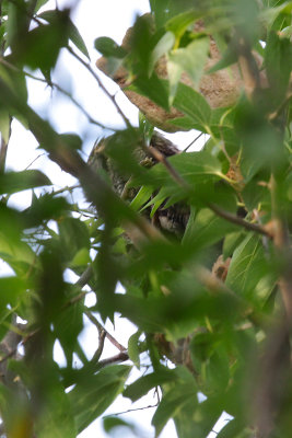 Eastern Screech Owl