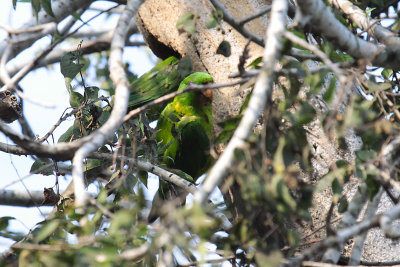 Green Parakeet nest