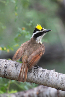 Great Kiskadee with crest showing
