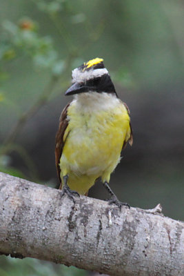 Great Kiskadee