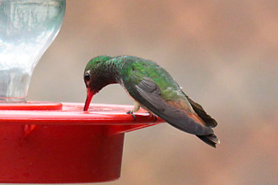 Buff-bellied Hummingbird at feeder