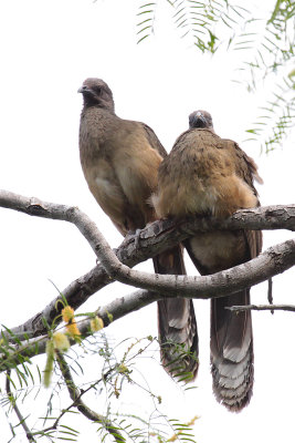 Plain Chachalaca