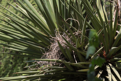 Bird Nests