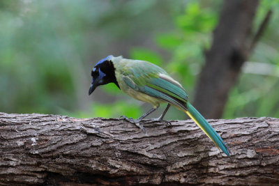 Green Jay