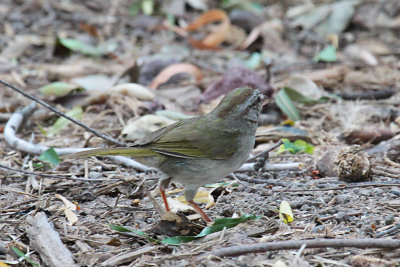 Olive Sparrow