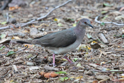 White-tipped Dove