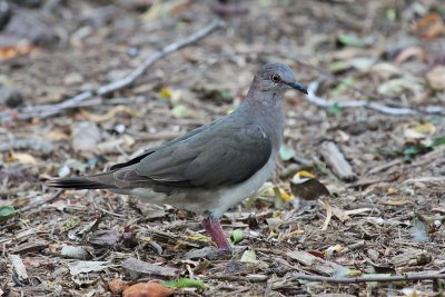 White-tipped Dove