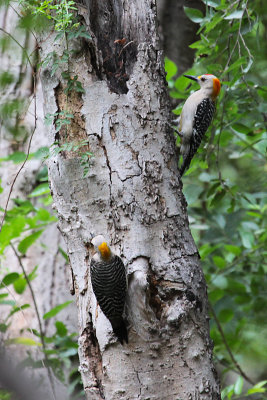 Golden-fronted Woodpecker pair at nest