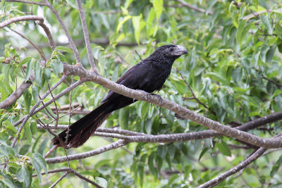 Groove-billed Ani