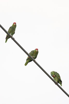 Red-crowned Parrots