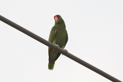 Red-crowned Parrot