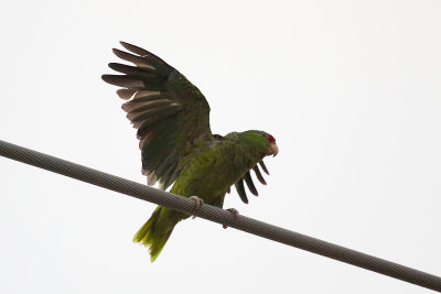 Red-crowned Parrot