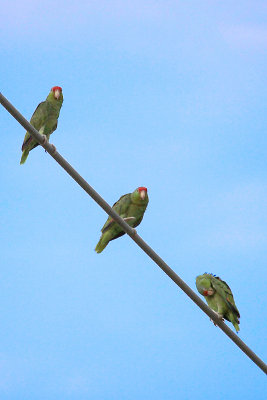 Red-crowned Parrots