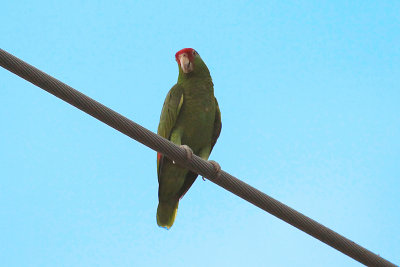 Red-crowned Parrot