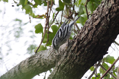 Black-and-white Warbler