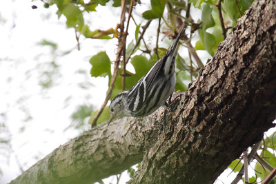 Black-and-white Warbler