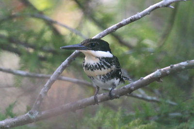 Juvenile Green Kingfisher