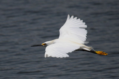 Snowy Egret
