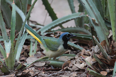 Green Jay