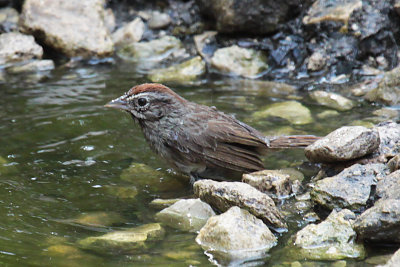 Rufous-crowned Sparrow
