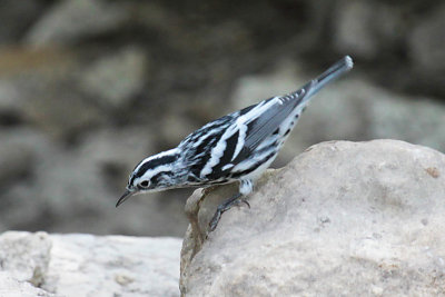 Black-and-white Warbler