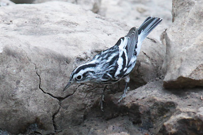 Black-and-white Warbler