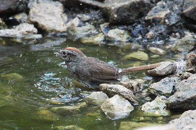 Rufous-crowned Sparrow