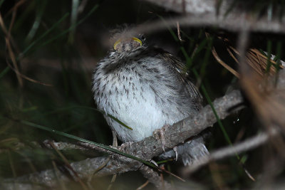 Fledgling House Sparrow