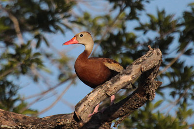 Black-bellied Whistling Duck