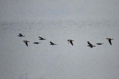 Lesser Yellowlegs