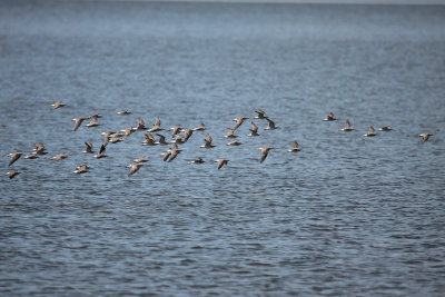 Lesser Yellowlegs