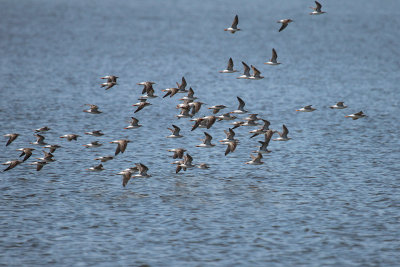 Lesser Yellowlegs
