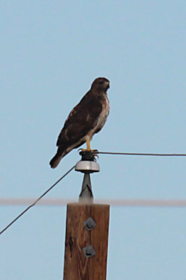 Red Tailed Hawk