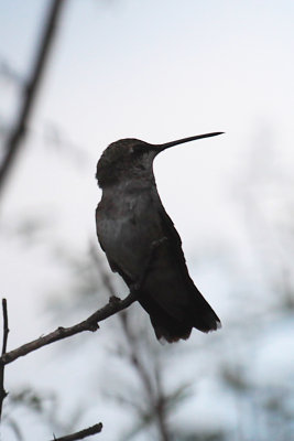 Female Black-Chinned Hummingbird