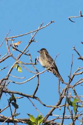 Gray Flycatcher