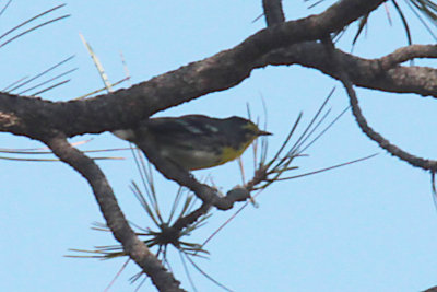 Grace's Warbler