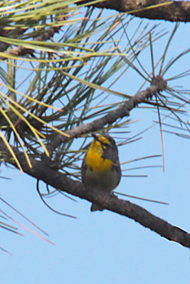 Grace's Warbler