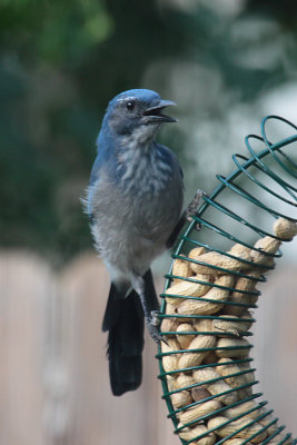 Scrub Jay