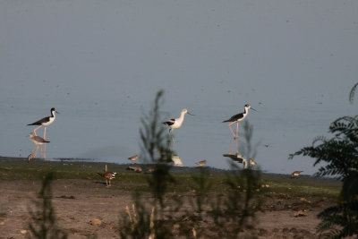 Shorebirds with American Avocet