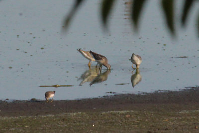 Stilt Sandpiper