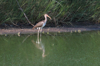 White Ibis