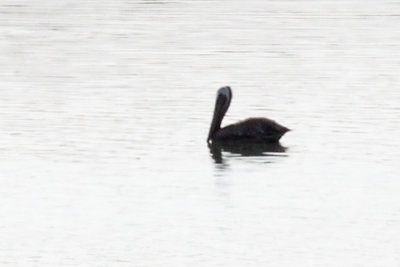 Brown Pelican