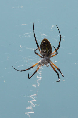 Orb Weaver Spider