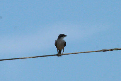 Loggerhead Shrike