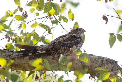 Common Nighthawk