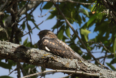 Common Nighthawk