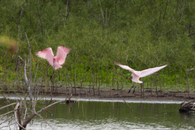 Roseate Spoonbill