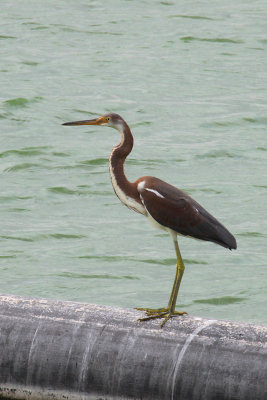 Tricolored Heron