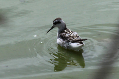 Red-necked Phalarope